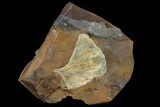 Fossil Ginkgo Leaf From North Dakota - Paleocene #130429-1